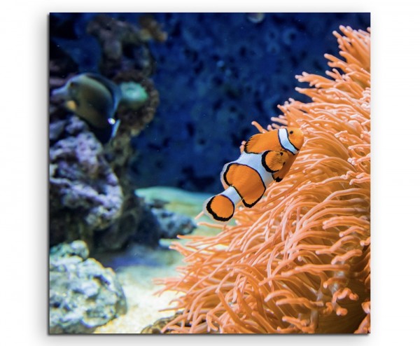 Naturfotografie Clownfisch am orangen Korallenriff auf Leinwand exklusives Wandbild moderne Fotogr