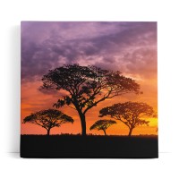 Afrikanische Landschaft Burkea Africana Bäume Sonnenuntergang
