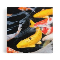 Koi Koiteich Zuchtkarpfen Farbenfroh Fische Teich