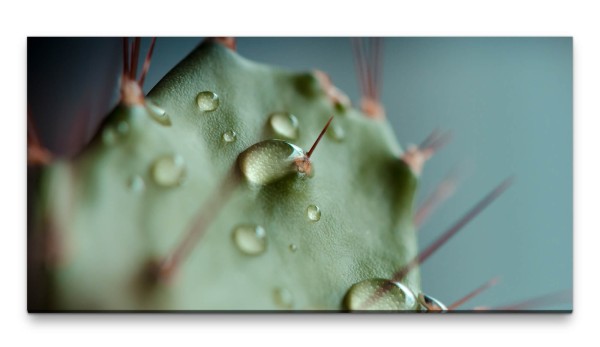 Bilder XXL Kaktus 50x100cm Wandbild auf Leinwand