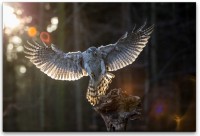 fliegender Adler Wandbild in verschiedenen Größen