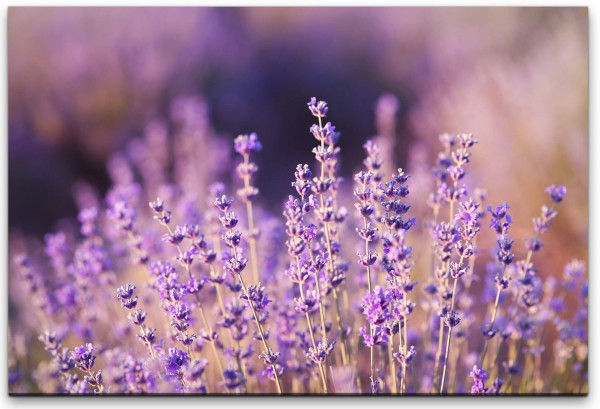 Lavendel Nahaufnahme Wandbild in verschiedenen Größen