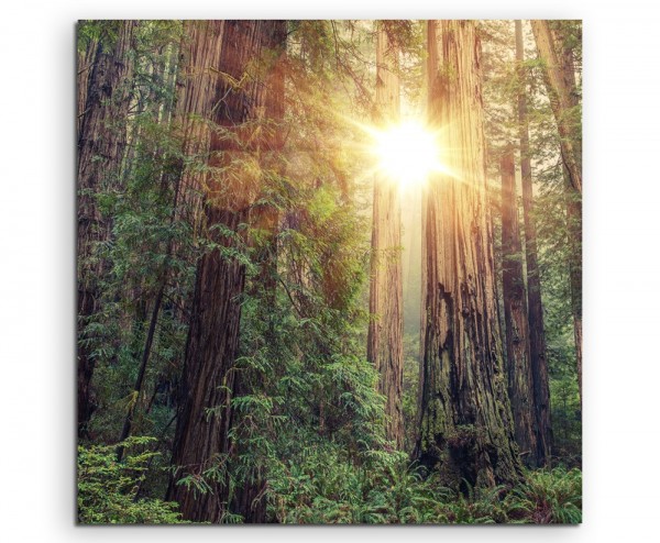 Landschaftsfotografie – Sonniger Redwood Forest, Kalifornien, USA auf Leinwand