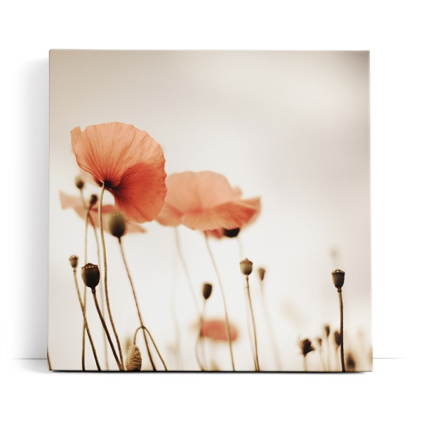 Wildblumen Feldblumen Mohn Kunstvoll Fotokunst