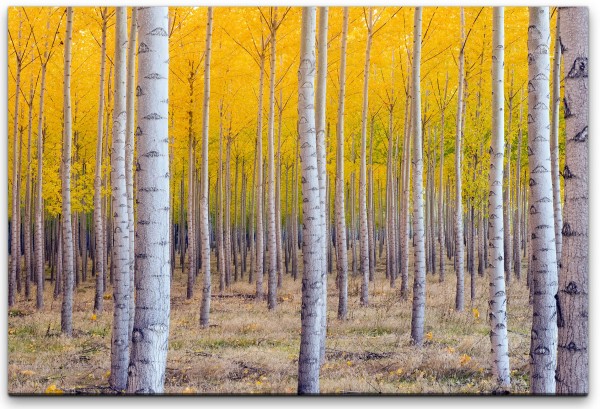 Herbst Birke Wandbild in verschiedenen Größen