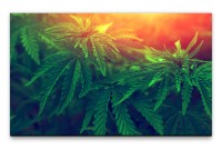 Bilder XXL Marihuanapflanzen Wandbild auf Leinwand