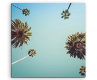 Naturfotografie – Palmen vor blauem Himmen, Los Angeles, USA auf Leinwand