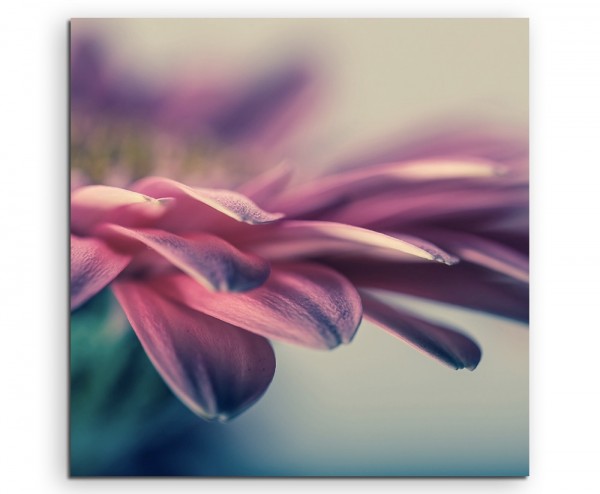 Naturfotografie – Gerbera blumen Nahaufnahme auf Leinwand