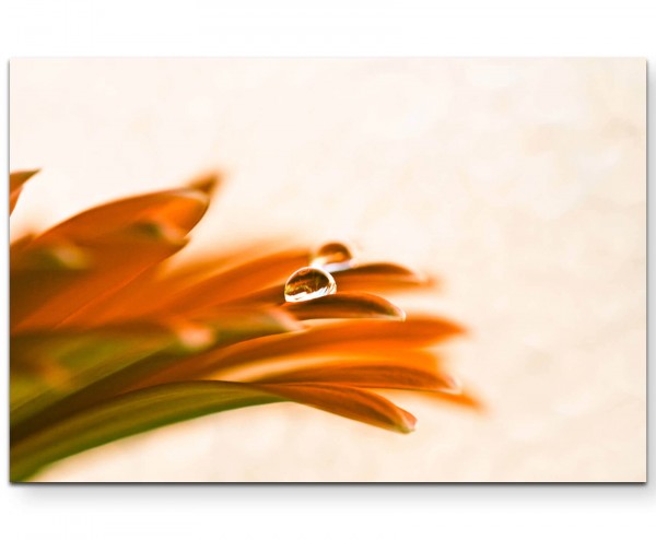 Makrofotografie orange Gerberablüte mit Wassertropfen - Leinwandbild