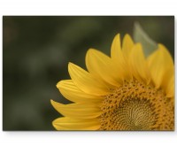 Ausschnitt einer Sonnenblume  Fotografie - Leinwandbild
