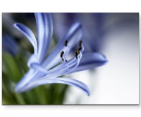 Blüte in blassem Blau - Leinwandbild