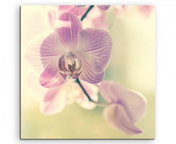 Naturfotografie – Lila gestreifte Orchideen auf Leinwand