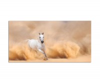 120x60cm Wüste Sandsturm Arabien Pferd