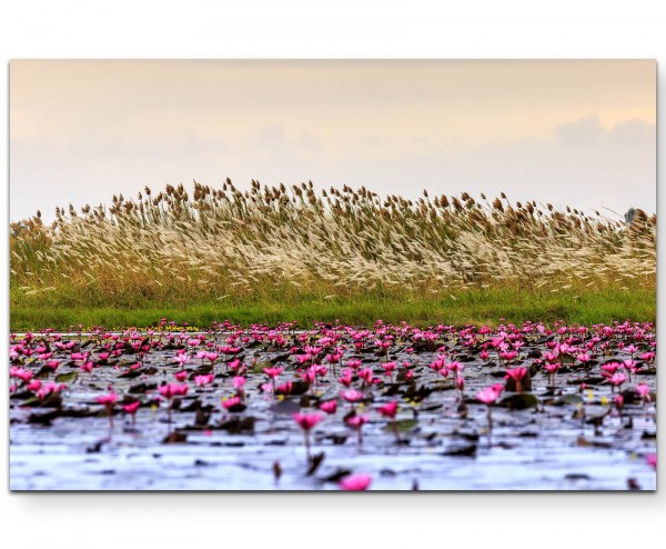 Rote Wasserlilien - Leinwandbild