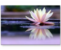 Fotografie  Lotusblüte mit Wasserspiegelung - Leinwandbild
