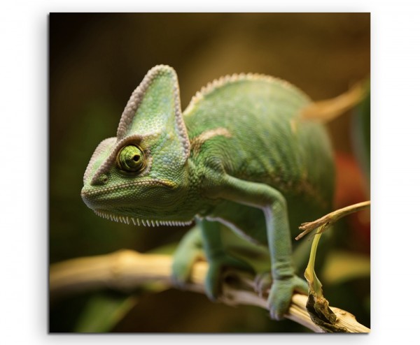 Tierfotografie  Chamäleon auf Ast auf Leinwand exklusives Wandbild moderne Fotografie für ihre Wand