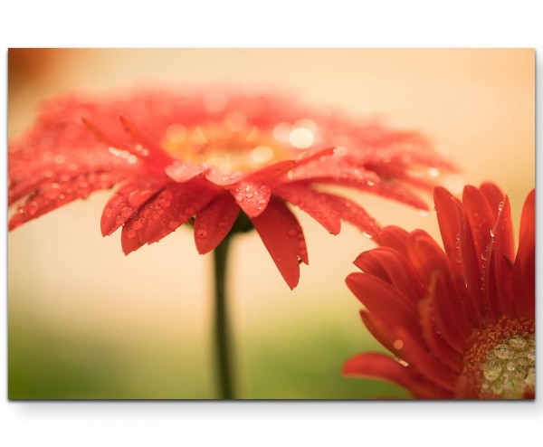 Vintage Gerbera  Rote Blumen mit Tau - Leinwandbild