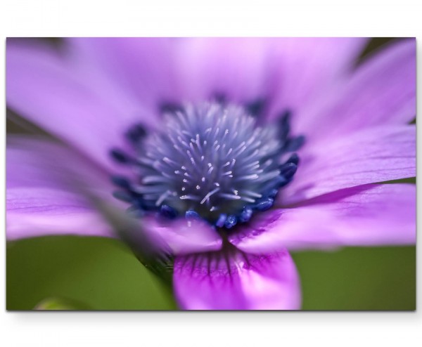 Nahaufnahme einer Anemone - Leinwandbild