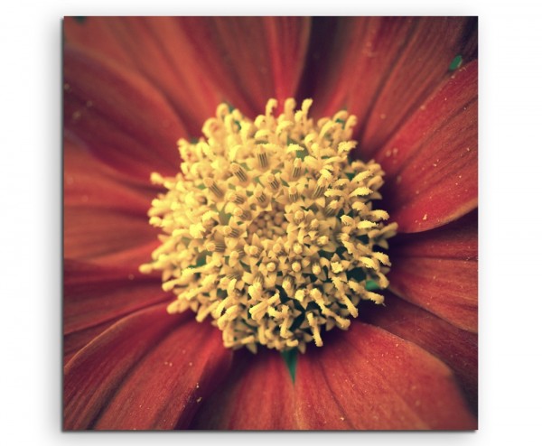 Naturfotografie – Rote blumen mit gelbem Pollen auf Leinwand