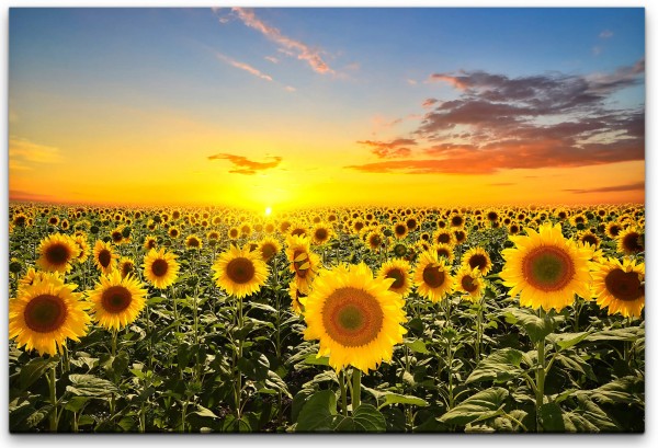 Sonnenblumenfeld Wandbild in verschiedenen Größen