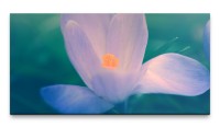 Bilder XXL Krokus Makro 50x100cm Wandbild auf Leinwand