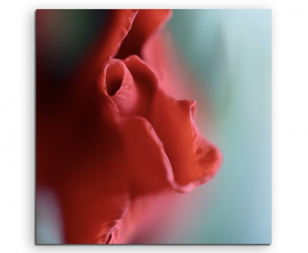 Naturfotografie  Rote schmale Blüte auf Leinwand exklusives Wandbild moderne Fotografie für ihre Wa