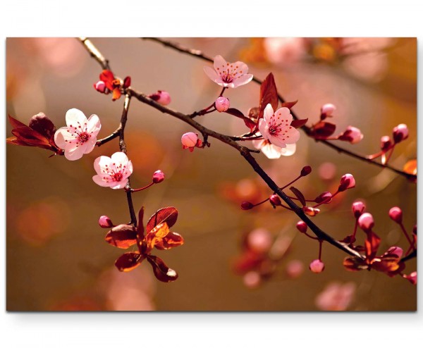 Naturfotografie japanische Kirschblüten - Leinwandbild
