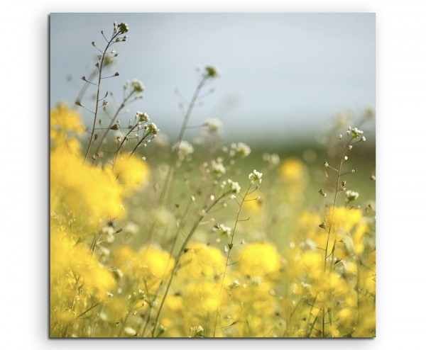 Landschaftsfotografie  Wiese mit gelben Blumen auf Leinwand exklusives Wandbild moderne Fotografie