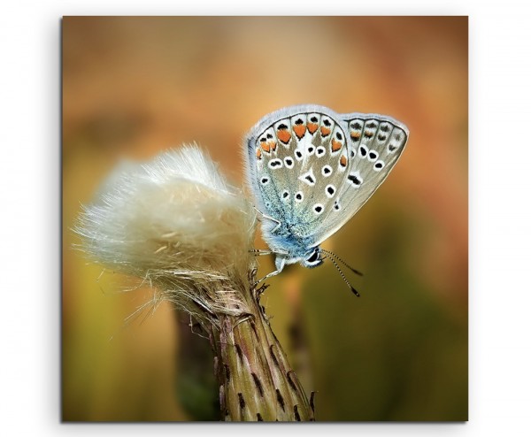 Naturfotografie Blauer Schmetterling auf Löwenzahn auf Leinwand exklusives Wandbild moderne Fotogr