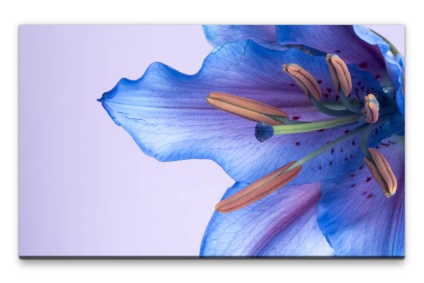 Bilder XXL blaue Bllüte Wandbild auf Leinwand