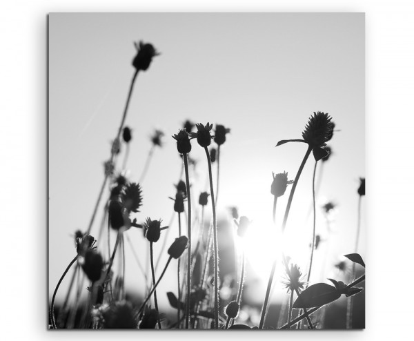 Künstlerische Fotografie – Knospen in der Sonne auf Leinwand