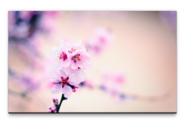 Bilder XXL rosa Kirschblüten Wandbild auf Leinwand