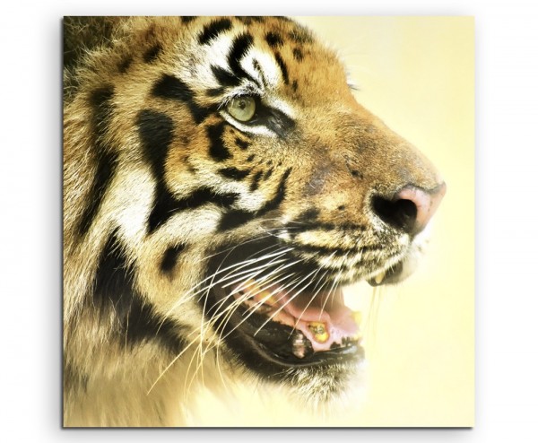 Tierfotografie – Seitenprofil vom bengalischer Königstiger auf Leinwand