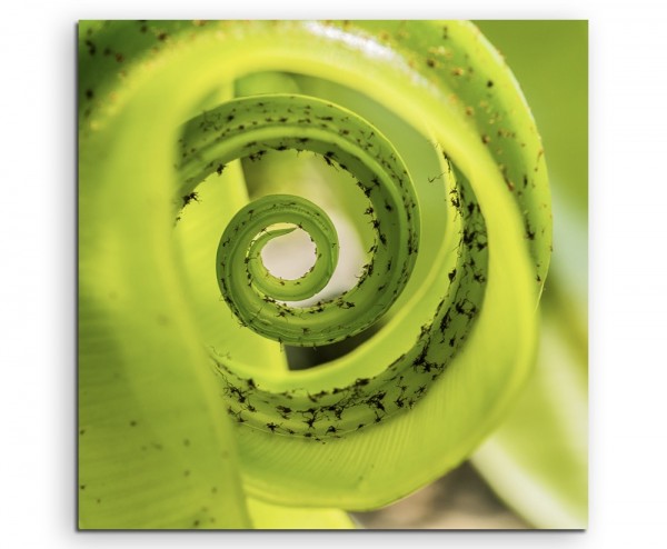 Naturfotografie – Grüner Farn auf Leinwand