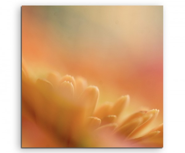 Naturfotografie  Orange Blütenblätter Sonnenblumen auf Leinwand exklusives Wandbild moderne Fotogra