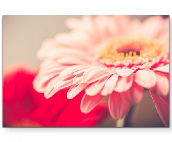 Vintage  Gerbera in rosa - Leinwandbild