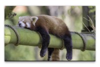 Bilder XXL schlafender kleiner Panda Wandbild auf Leinwand