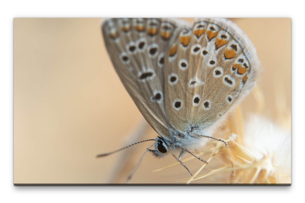 Bilder XXL Schmetterling in Hell Wandbild auf Leinwand