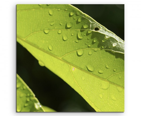 Naturfotografie – Grüne Blätter mit Morgentau auf Leinwand