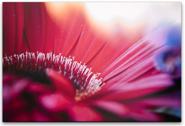 Blumen und Pflanzen Wandbild in verschiedenen Größen