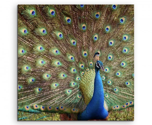 Tierfotografie Bunter Pfau auf Leinwand exklusives Wandbild moderne Fotografie für ihre Wand in vi