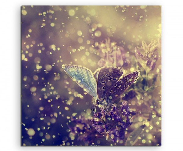 Naturfotografie – Schmetterling im regen auf Leinwand