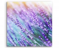 Naturfotografie – Lavendelblüten in der Sonne auf Leinwand