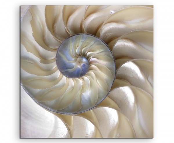 Naturfotografie – Fibonacci Muster in der Muschel auf Leinwand