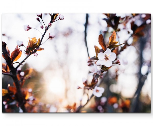 Weiße Blüten im Frühling - Leinwandbild