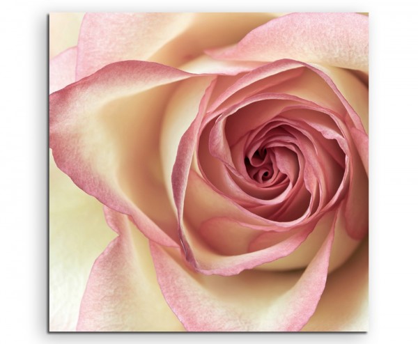 Naturfotografie – Cremefarbene Rose auf Leinwand