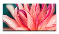 Bilder XXL pinkrosa Blüte Nahaufnahme 50x100cm Wandbild auf Leinwand