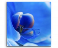 Naturfotografie – Blaue Orchidee auf Leinwand