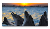 Bilder XXL Lachende Delfine 50x100cm Wandbild auf Leinwand