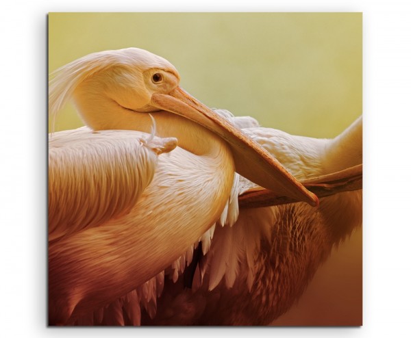 Tierfotografie Portrait zweier Pelikane auf Leinwand exklusives Wandbild moderne Fotografie für ih